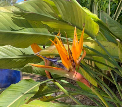 Oiseau de paradis dans le jardin de la Villa Jorge Larco à Jávea
