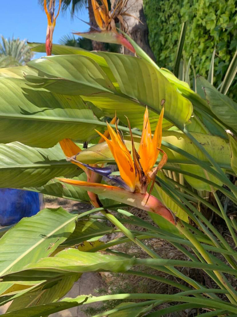 Oiseau de paradis dans le jardin de la Villa Jorge Larco