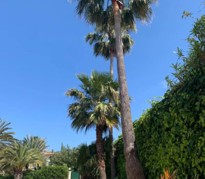 Palmiers dans le jardin de la Villa Jorge Larco à Jávea