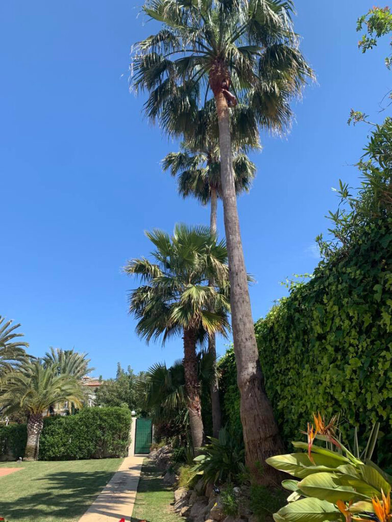 Palmiers dans le jardin de la Villa Jorge Larco